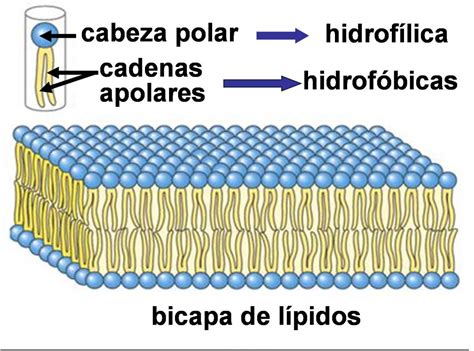 Biología de BI: La membrana citoplasmatica