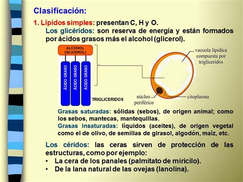 Biología didáctica: NSC 2°   Clasificación de los Lípidos