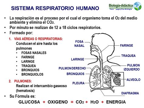 Biología didáctica: NSC 4°   Sistema Respiratorio Humano