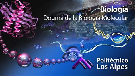 Biología   Dogma de la Biología Molecular   YouTube