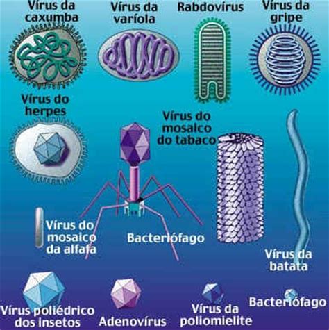 BIOLOGIA E CIÊNCIAS: Características Gerais dos Vírus