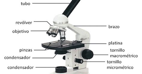 BIOLOGIA: El microscopio