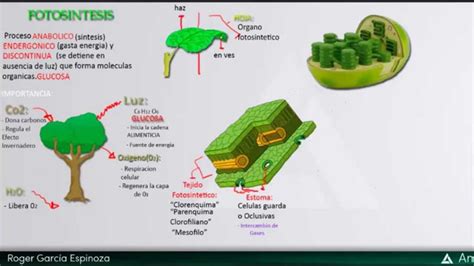 Biología   Fotosíntesis parte 1  Resumen General e ...