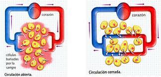 Biologia & Geologia 1ºBach: Sistema circulatorio ...