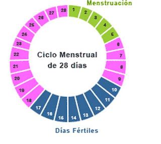Biología humana, Sheila y Camila: Observación del ciclo menstrual de la ...