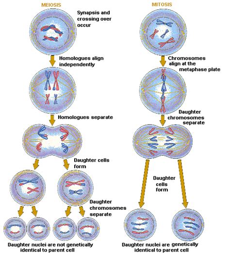 BIOLOGÍA II: Diferencias entre meiosis y mitosis