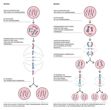Biología interactiva: Esquema comparativo entre mitosis y ...