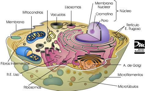 Biología. La ciencia de la vida: Célula y sus partes