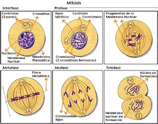 biologia: la mitosis