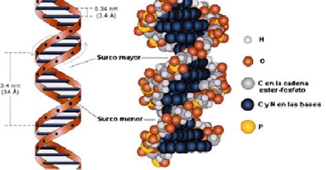 biologia lo mejor de lo mejor: acidos nucleicos