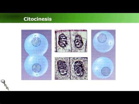 BIOLOGÍA. Mitosis. Citocinesis. Fisión Binaria  3° de 4 vídeos    YouTube