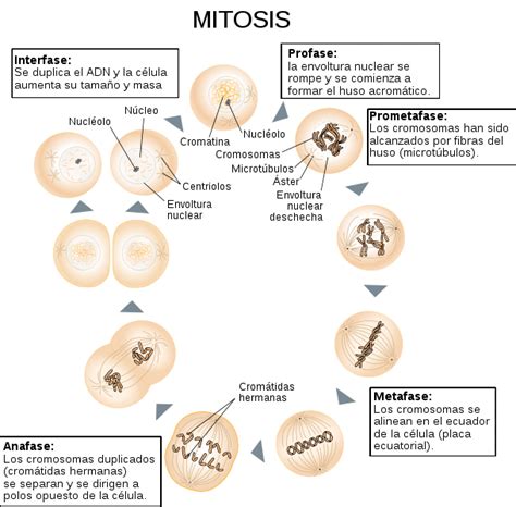 Biología: Mitosis