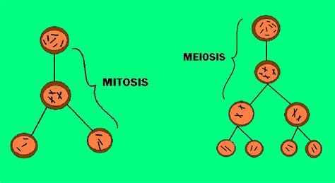 Biología.: MITOSIS Y MEIOSIS.