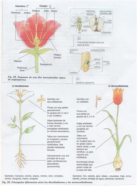 Biología para zanakas: 18.  Función de reproducción en las plantas