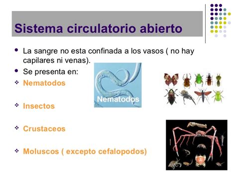 Biologia sistema circulatorio blog