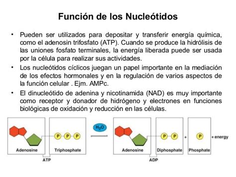 Biologia Tema 1 acidos nucleicos USP