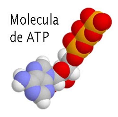 BIOLOGÍA: trifosfato de adenosina  ATP