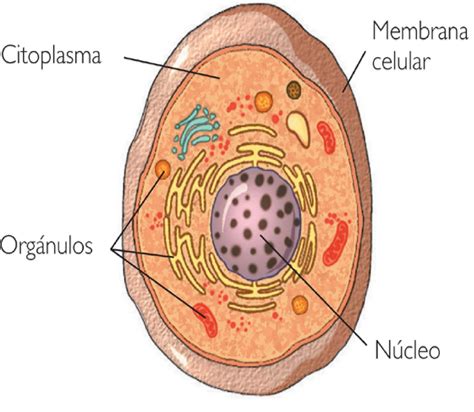 Biologia V: Estructura y funciones celulares.