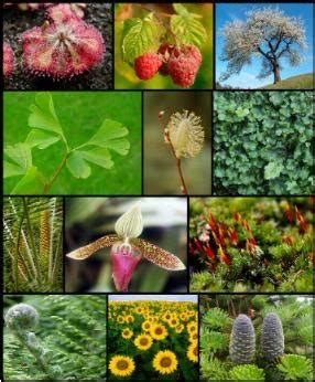Biología Vegetal: Las plantas vasculares o cormofitas