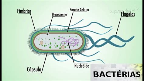 Biologia   Vírus e Bactéria   2/4   YouTube