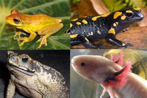 Biología y Geología 1º ESO: Anfibios   vertebrados