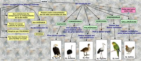 BIOLOGÍA Y GEOLOGÍA 1º ESO: Clasificación de las aves