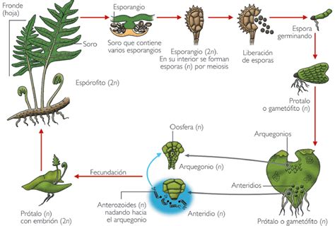 BIOLOGÍA Y GEOLOGÍA 1º ESO: REPRODUCCIÓN EN HELECHOS