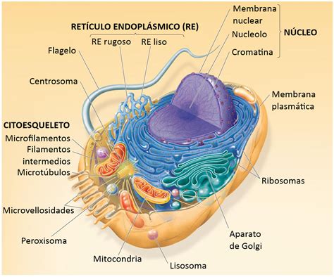 Biología y Geología 3º ESO: Células y tejidos