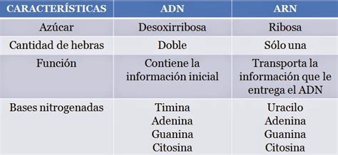 biologia2bachcamp: 2º BACHILLERATO. TEMA 5. ÁCIDOS NUCLEICOS