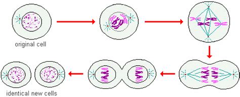 Biological Basis of Heredity: Cell Reproduction