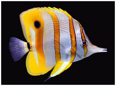Biologix, Peces y más peces: ¡Especies de Oceanía!
