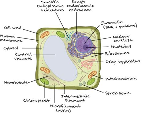 Biology 101: Cells | Owlcation