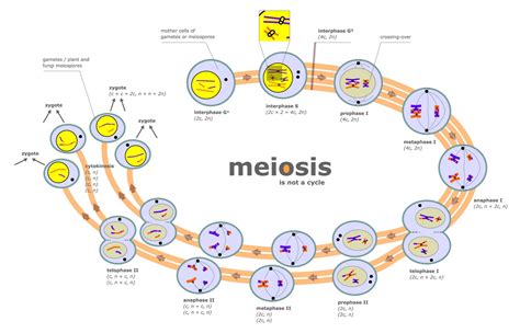 Biology 11: Topic 13: Cell cycle, DNA replication, mitosis ...