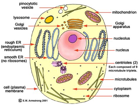 Biology: Cell Structure and Functions