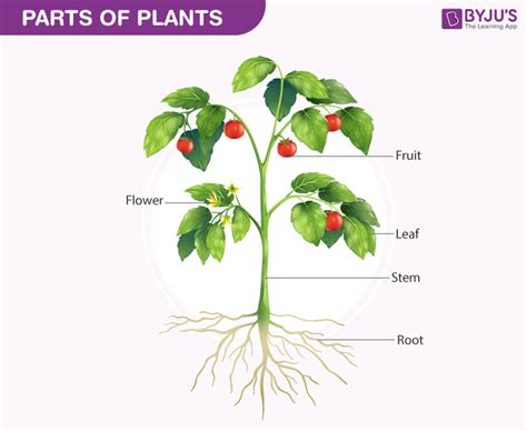 Biology Of Plants   Parts Of Plants, Diagram And Functions
