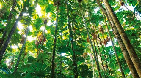 Biomas selva | OVACEN