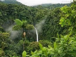 Biomas: Selva Tropical
