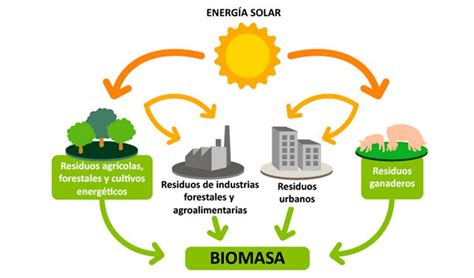 Biomasa: Un nuevo horizonte para generar energía renovable ...