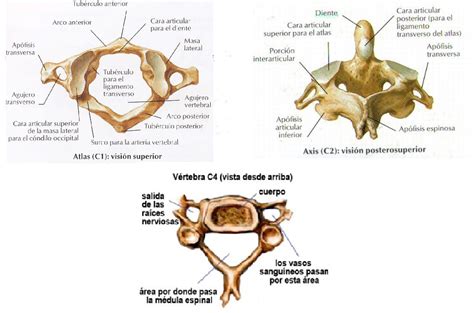 Biomecanica: Articulaciones de la columna vertebral
