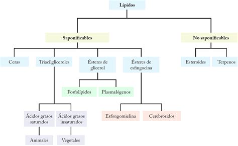 Biomoléculas : Lípidos