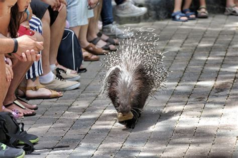 Bioparc de Fuengirola, un nuevo concepto de Zoo de ...