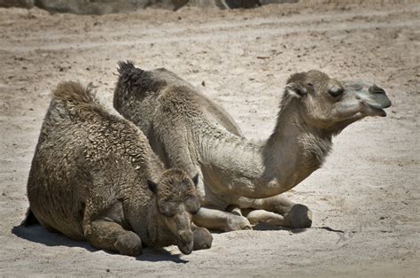 Bioparc, Dromedario  Camelus Dromedarius  Imagen & Foto ...