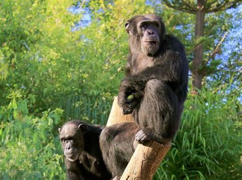 Bioparc Fuengirola: Cómo llegar, horarios, precios y ...