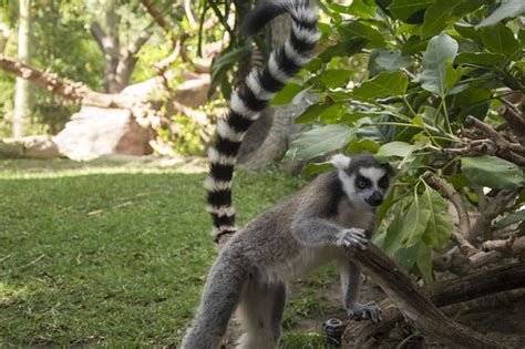 Bioparc Fuengirola | Lemur de cola anillada | Daniel ...