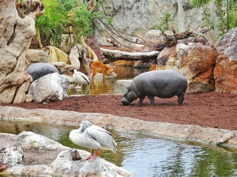 Bioparc – An African Zoo In Valencia | Zoo architecture ...
