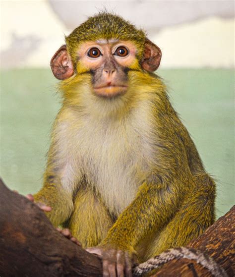 BIOPARC Valencia acoge un nuevo grupo del mono más pequeño ...