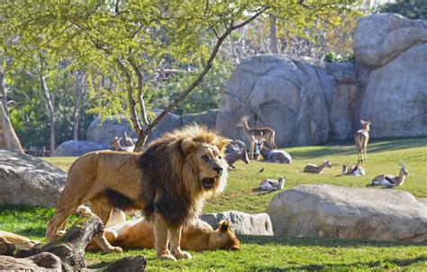 BIOPARC Valencia cumple 11 años y lanza una promoción de ...