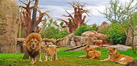 Bioparc Valencia: guía completa del parque zoológico ...