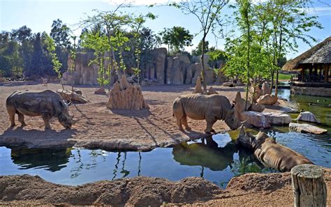 Bioparc Valencia Sabana africana rinocerontes en el agua ...