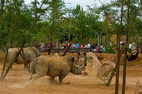 Bioparc Valencia: The Immersive Zoo | Amusing Planet